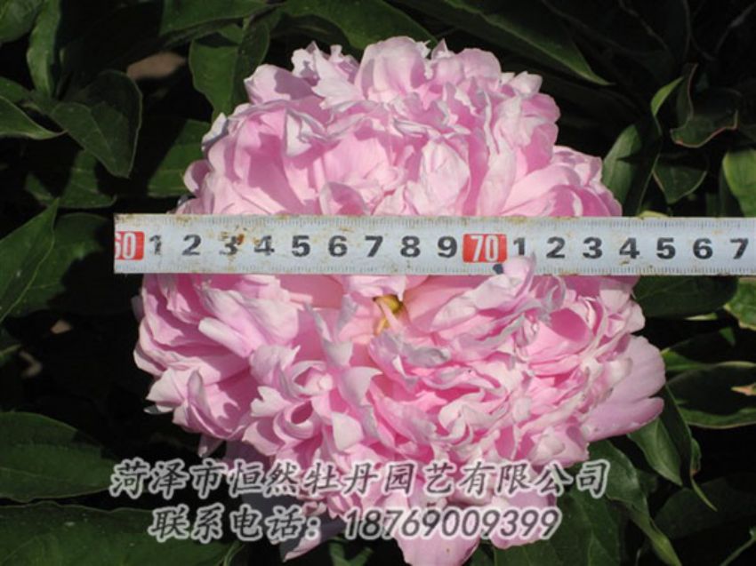 點(diǎn)擊查看詳細(xì)信息<br>標(biāo)題：桃面爭(zhēng)春 閱讀次數(shù)：1183