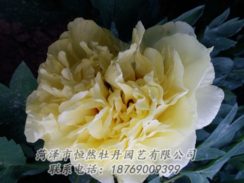 點擊查看詳細信息<br>標題：黃色牡丹 閱讀次數(shù)：1090