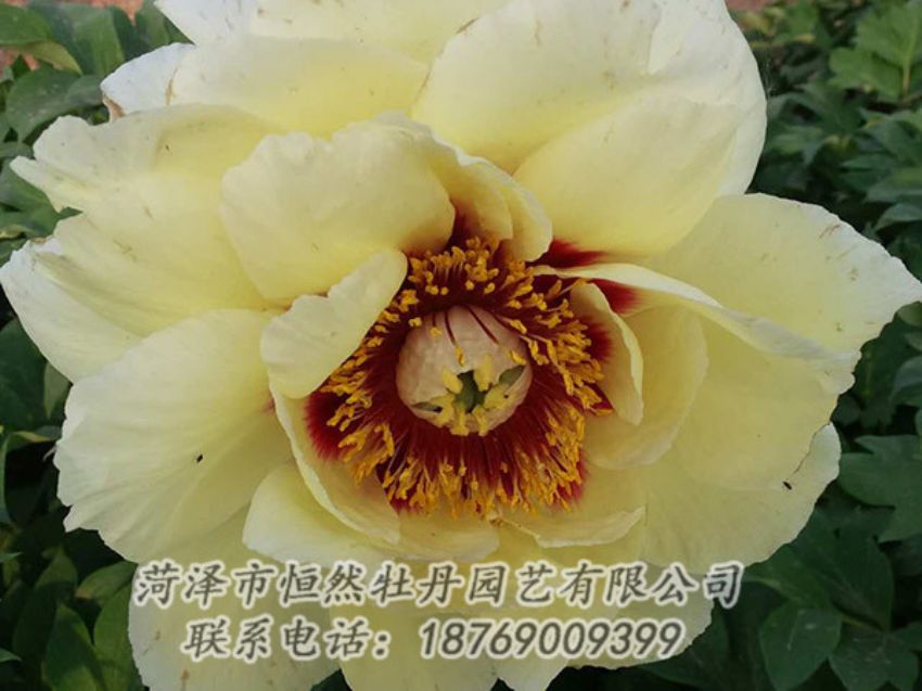 點擊查看詳細信息<br>標題：黃色牡丹 閱讀次數(shù)：1110