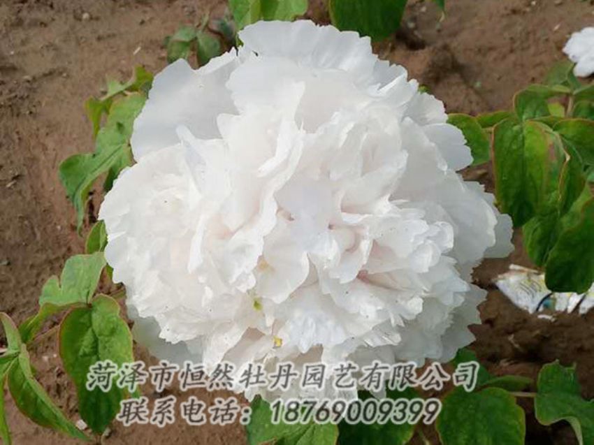 點擊查看詳細信息<br>標題：白色牡丹 閱讀次數(shù)：965